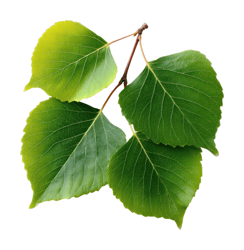 Branch