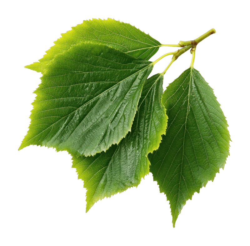 Branch
