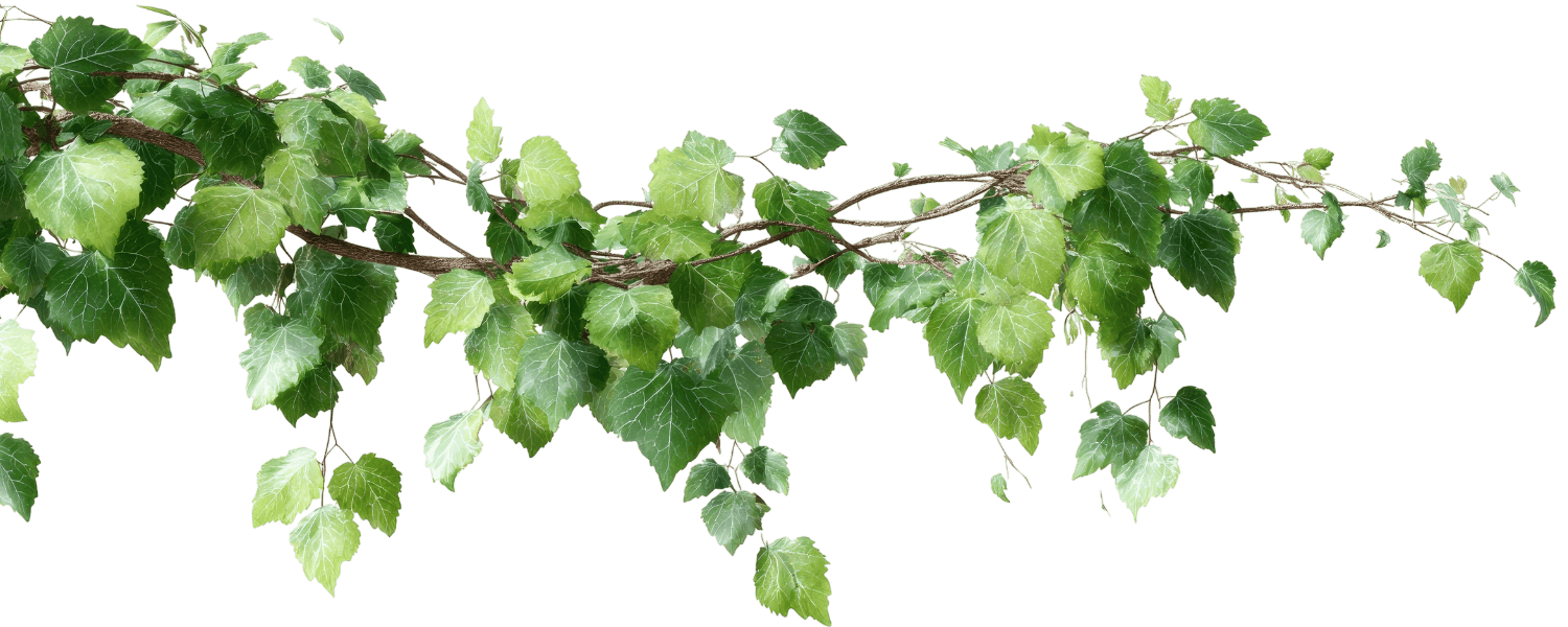 Vine